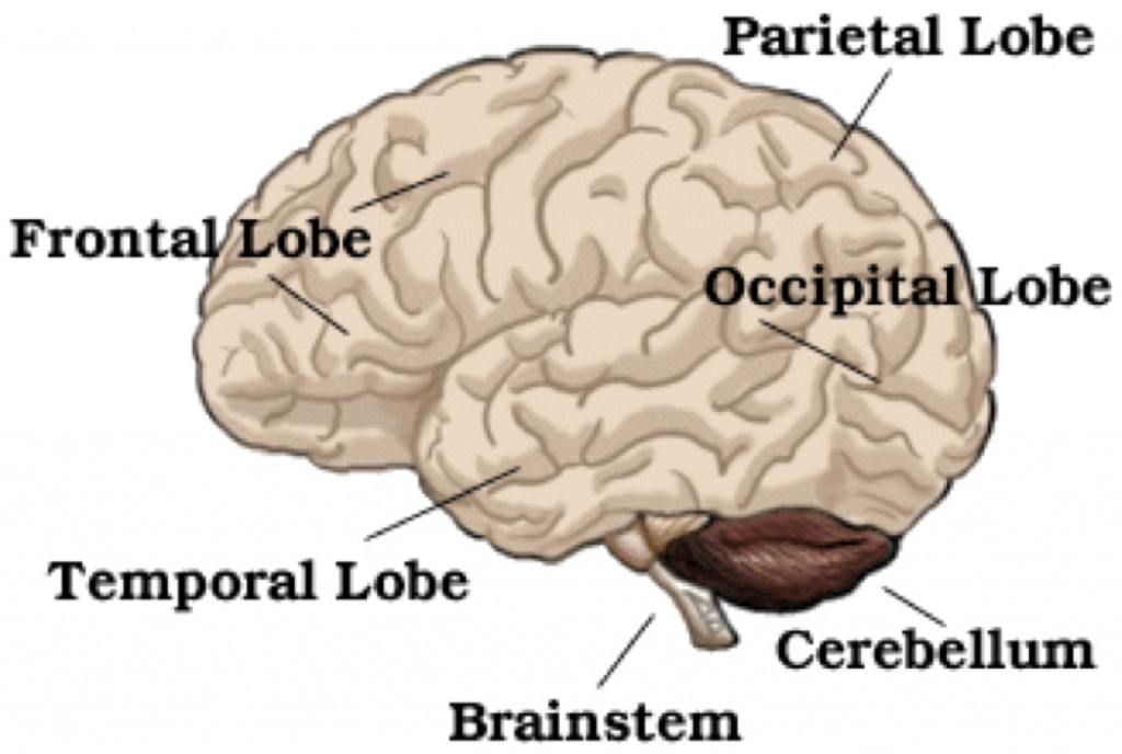 Principal Lobes of the Brain