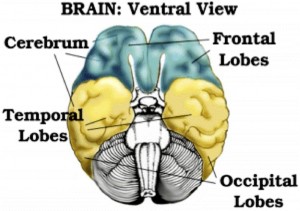 Brain Ventral View