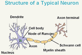Myelinated Neuron 