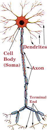 Neuron Axon and Dendrites