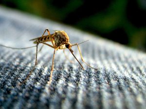 zika virus and microcephaly